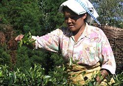 Usilovné zberačky čaju v Nepále sa snažia dosiahnuť presnosť a rýchlosť povestnú pre zberačky čaju v Darjeelingu. (Ilam, Nepál.)