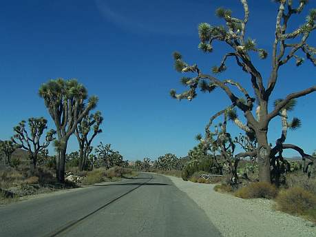 Národný park Joshua Tree 4
